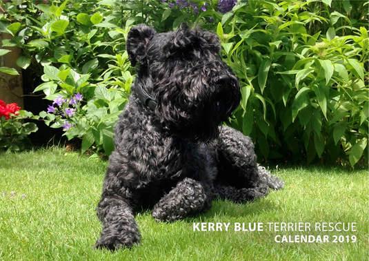 kerry blue terrier rescue